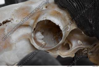 Photo Textures of Mouflon Skull 